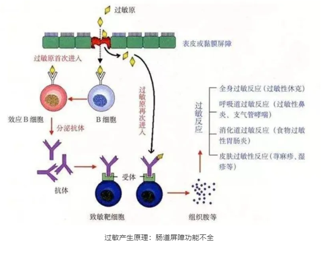 宝宝对食物过敏，是因为缺少益生菌