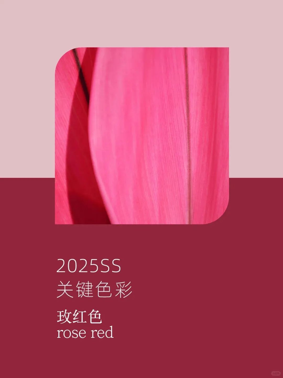 街調(diào)//HOT PINK