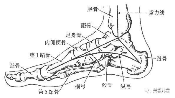 美福儿童 | 如何正确看待扁平足及预防！